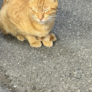 (募集終了)茶トラ猫の里親を募集しています。