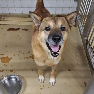 人懐っこい迷子の男の子。収容期限10/1朝迄