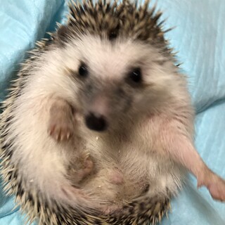 ハリネズミ♂