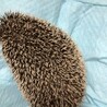 ハリネズミ♂ サムネイル2