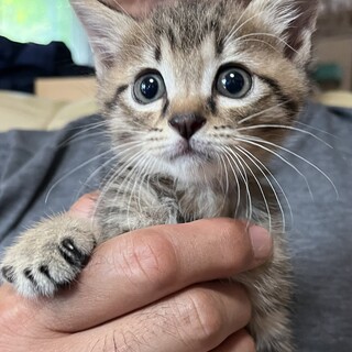 里親決定。キジ猫次郎君1ヶ月半