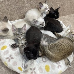 206回　保護猫カフェQsmet（くすめっと）　定例里親譲渡会