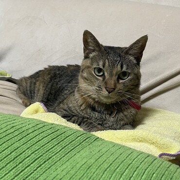 毎日しつこく追いかける雹は嫌いだけど元気でいてくれるから我慢するわ( *｀ω´)