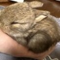 2匹のうさぎの里親募集！