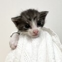元気な子猫3兄弟です。