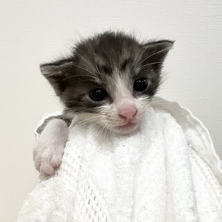 元気な子猫3兄弟です。