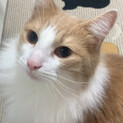 甘えん坊のノルウェージャン5歳【テオくん】