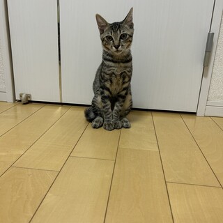 くるりん尻尾キジトラ♂ルマ