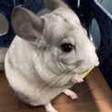 チンチラ　3歳おんなの子