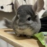 チンチラバイオレット男の子の里親を募集します サムネイル1