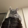 チンチラバイオレット男の子の里親を募集します サムネイル2