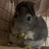 チンチラバイオレット男の子の里親を募集します サムネイル4