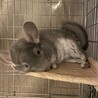 チンチラバイオレット男の子の里親を募集します サムネイル6