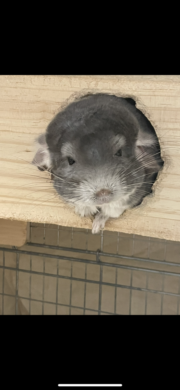 チンチラバイオレット男の子の里親を募集します サムネイル7