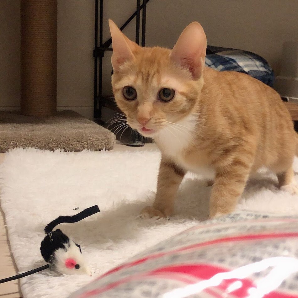 ちゃちゃのカバー写真