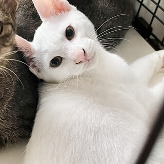 ピンクのお鼻がチャームポイント◎イケメン白猫くん♂