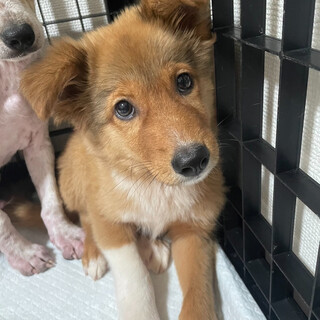 中型犬mix 3ヶ月程の男の子