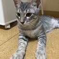 サバトラ5ヶ月♂ 毛並みの綺麗な美猫ちゃん