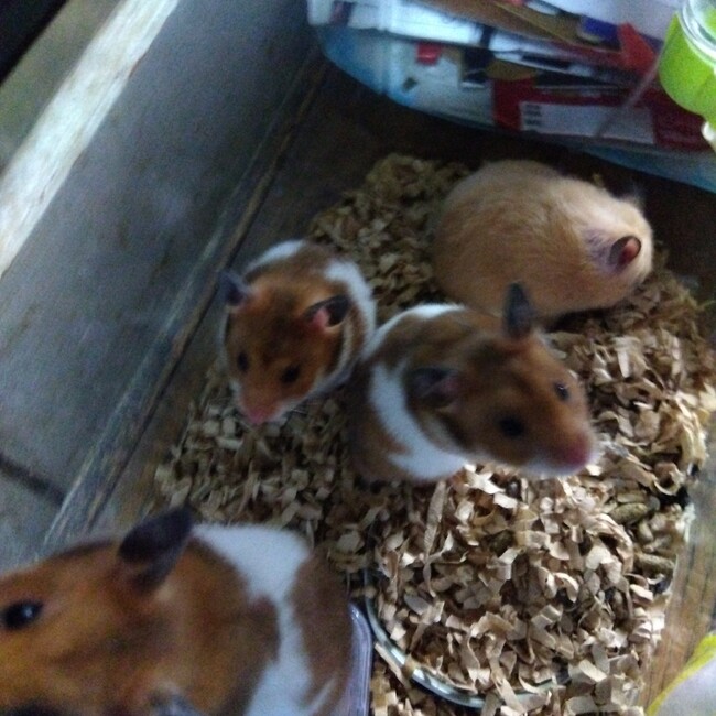 るーむれのカバー写真