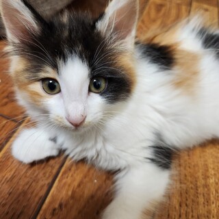 お転婆プリシラちゃん