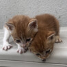 ほごねこらいと