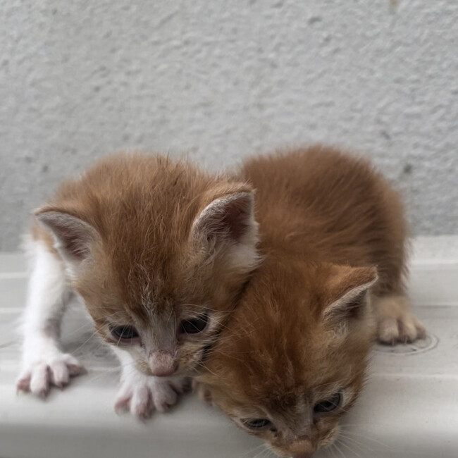 ほごねこらいとのカバー写真