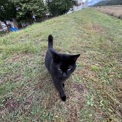 「兄弟妹3匹いた！～橋の下暮らしの茶トラ」サムネイル2