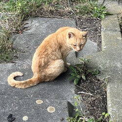 「兄弟妹3匹いた！～橋の下暮らしの茶トラ」サムネイル3