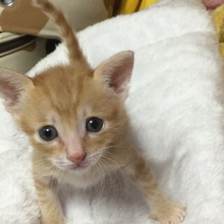 新規受付一時停止　茶トラの坊や