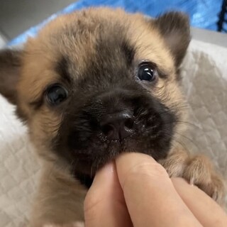 元気いっぱい人が大好きな子犬（1カ月女の子）