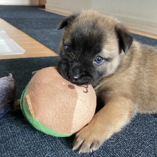 ブルーの目が可愛い、人が大好きな男子ワンコ