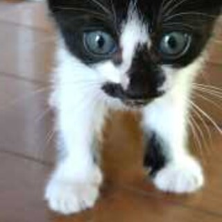 可愛い子猫　１ヵ月半くらい