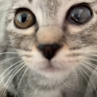 大きな目が印象的なぐーちゃん♀約3か月