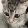 大きな目が印象的なぐーちゃん♀約3か月 サムネイル3