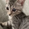 大きな目が印象的なぐーちゃん♀約3か月 サムネイル5