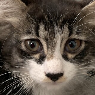 長毛で甘えん坊♂もさ吉くん2ヶ月半