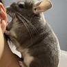 チンチラバイオレット男の子の里親を募集します サムネイル3