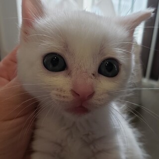 食欲旺盛！ヒカちゃん！