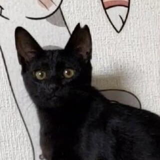  小さなシャーが可愛いクロミちゃん