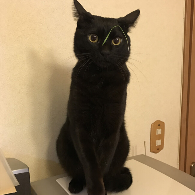 POMママのカバー写真