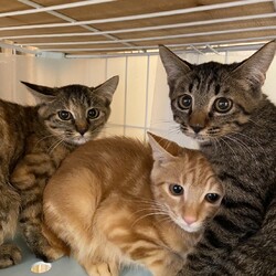 多摩市役所での譲渡会 サムネイル2