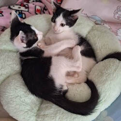 多摩市役所での譲渡会 サムネイル3