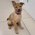 人間大好き甘えん坊のラピスちゃん