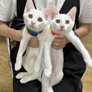 すぎちゃんのんちゃん