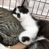 人が大好き甘えん坊ハチワレ　はれ君 サムネイル3