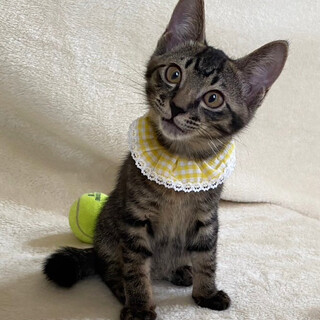 【10/6東銀座】葉（ヨウ）くん★2ヵ月半♪