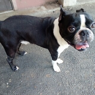 ボストンテリア　甘えん坊男の子　6歳