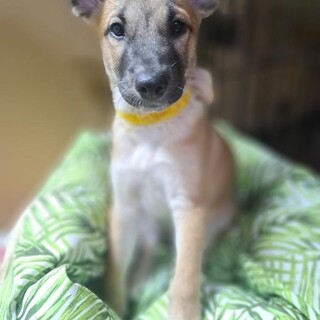 ３ヶ月女の子　野犬の子犬ちゃん
