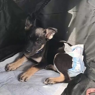 ３ヶ月くらい女の子　野犬の子犬ちゃん