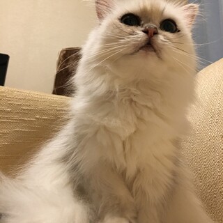 新しい家族を募集しています。